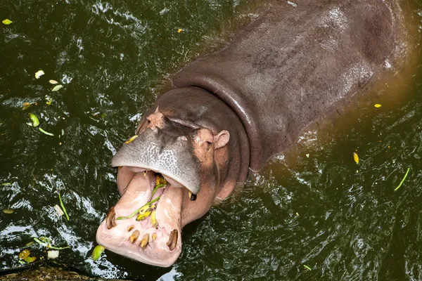 Hippopótamo boca aberta na água — Fotografia de Stock
