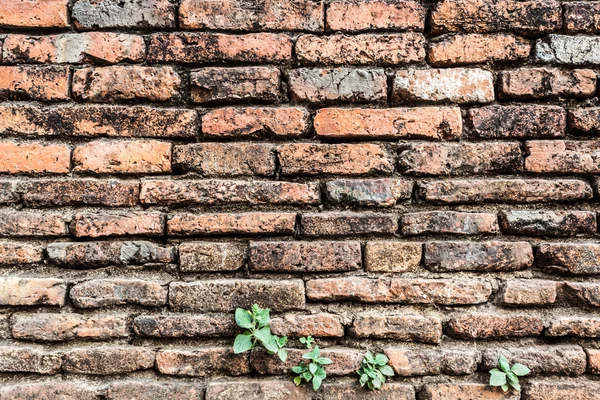 Eski turuncu tuğla duvar — Stok fotoğraf
