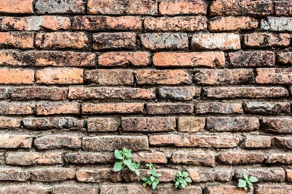 Stary pomarańczowy mur ceglany — Zdjęcie stockowe