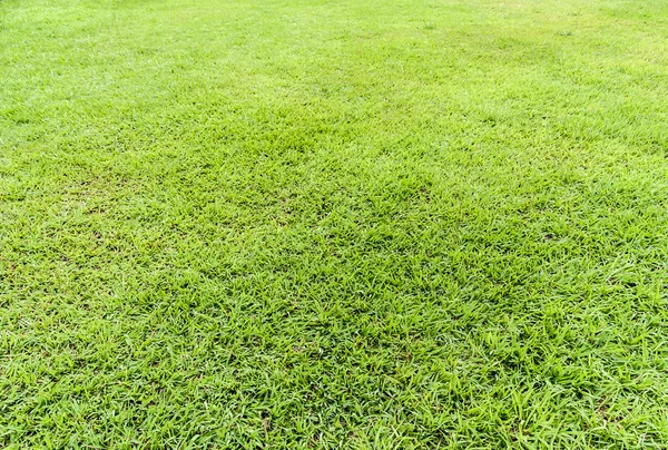 Campo di erba senza soluzione di continuità — Foto Stock