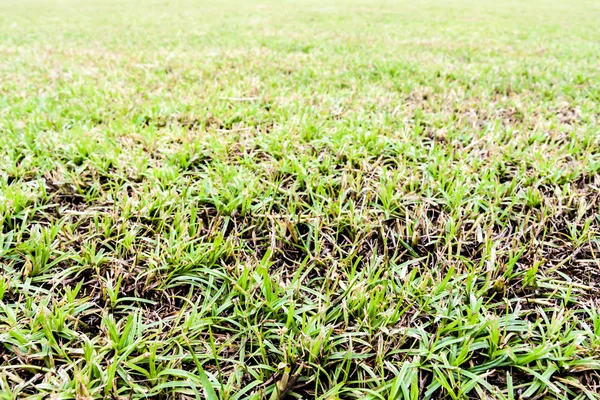 シームレスな芝生のフィールド — ストック写真