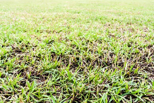 Campo di erba senza soluzione di continuità — Foto Stock