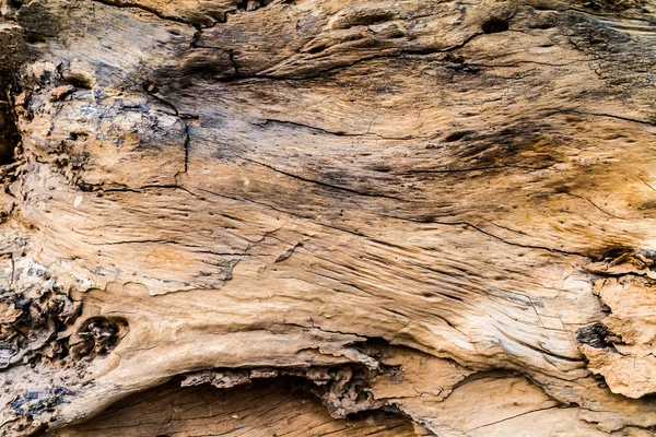 Dziennik brązowy drewno tekstury — Zdjęcie stockowe