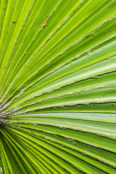 Texture des feuilles de palmier vert — Photo