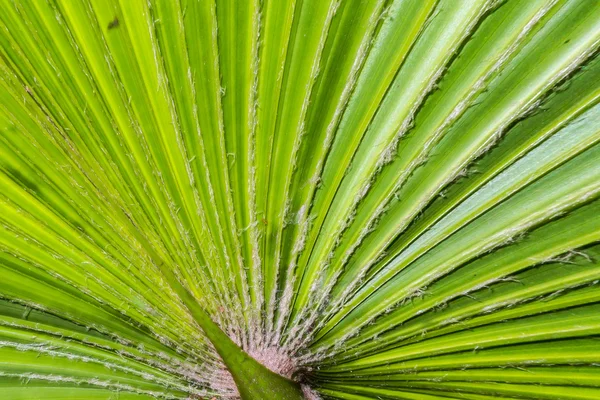 Liści zielony palmowych tekstury — Zdjęcie stockowe
