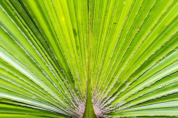 緑のヤシの葉のテクスチャー — ストック写真