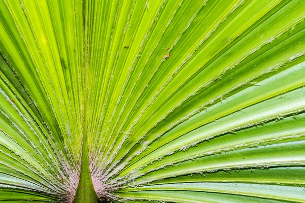 Texture des feuilles de palmier vert — Photo