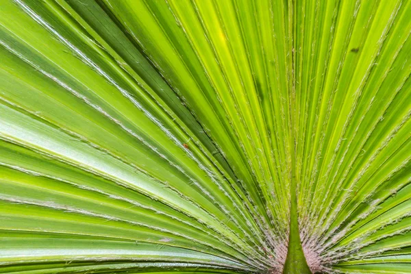 Texture des feuilles de palmier vert — Photo