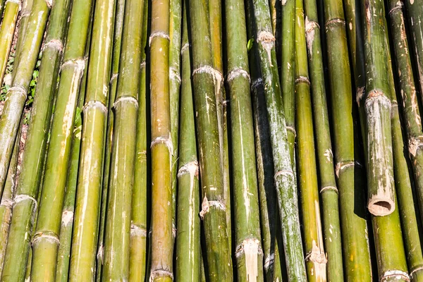 Pile de bois de bambou vert — Photo