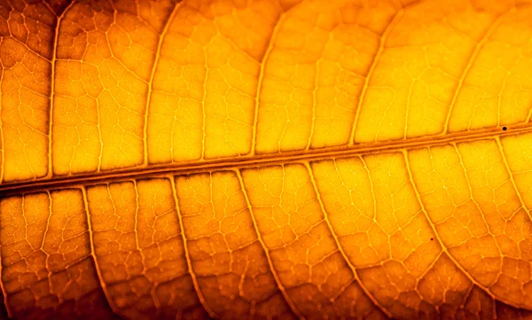 Textur der trockenen Blätter — Stockfoto