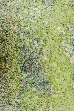 Islak Beton ile liken