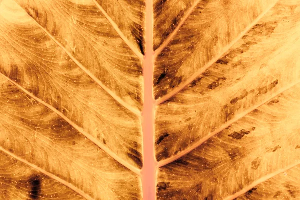 Textura seca da folha — Fotografia de Stock