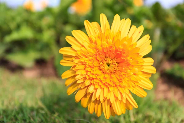 黄色いタンポポの花 — ストック写真