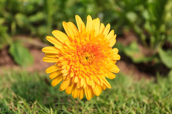 Flor de diente de león amarillo — Foto de Stock