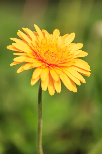 黄色いタンポポの花 — ストック写真