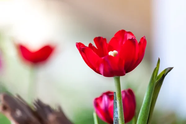 Tiszta vörös Tulipánokkal — Stock Fotó