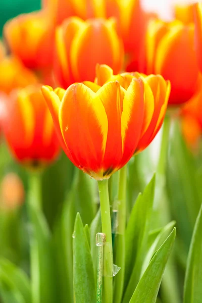 Tulipanes naranja y amarillo — Foto de Stock