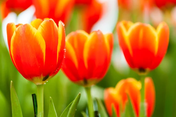 Tulipas laranja e amarela — Fotografia de Stock