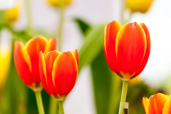 Orange und gelbe Tulpen — Stockfoto