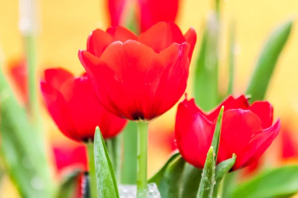 Čistě červené tulipány — Stock fotografie