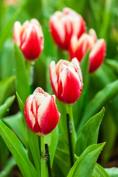 Tulipes rouges et blanches — Photo