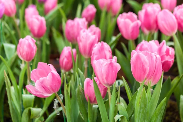 Tulipanes rosados — Foto de Stock