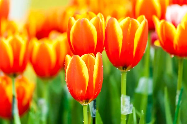 Оранжевый и желтый тюльпаны — стоковое фото