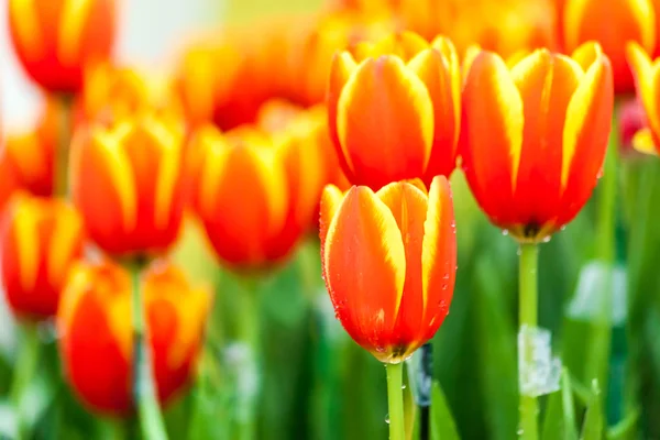 Tulipas laranja e amarela — Fotografia de Stock