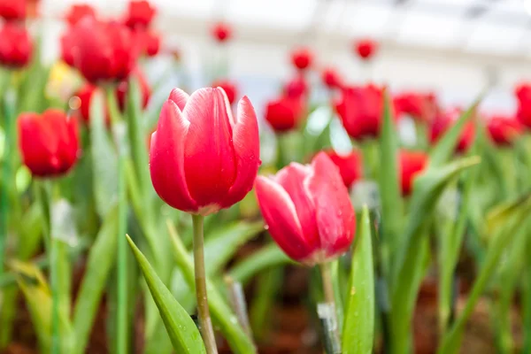 Tulipanes rojos y blancos —  Fotos de Stock