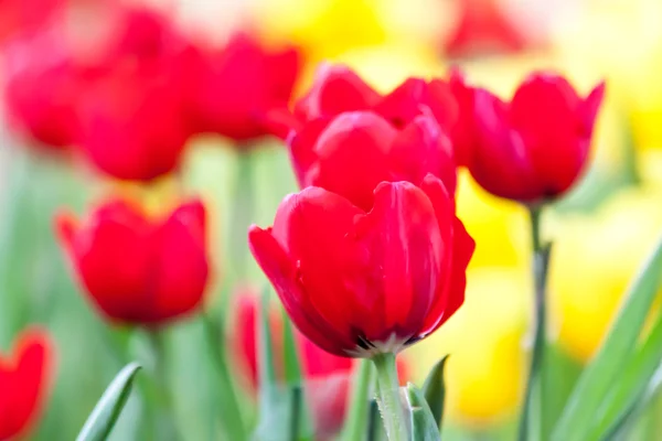 Tulipanes rojos puros —  Fotos de Stock