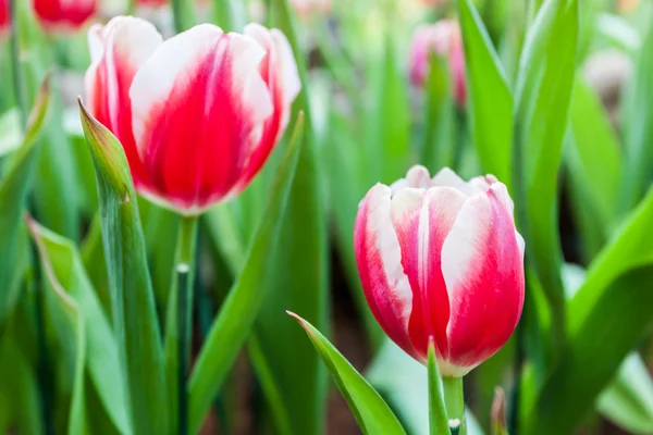 Červené a bílé tulipány — Stock fotografie