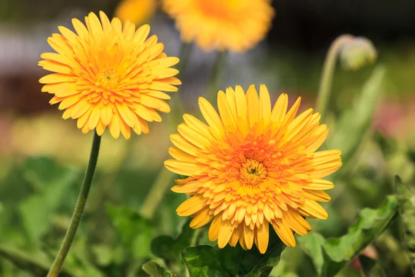 Flor de diente de león amarillo — Foto de Stock