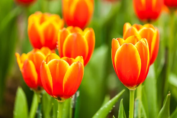 Tulipani arancioni e gialli — Foto Stock