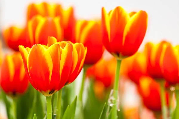 Tulipas laranja e amarela — Fotografia de Stock