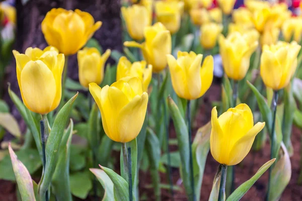 Gelbe Tulpen — Stockfoto