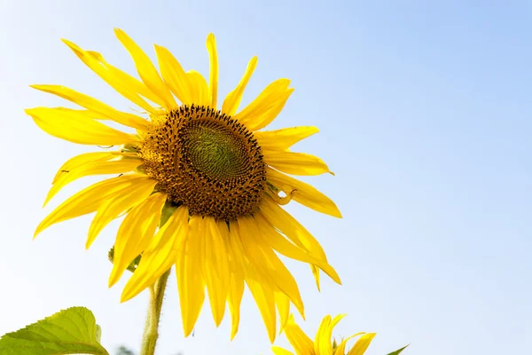 Girasol amarillo en granja con cielo — Foto de Stock