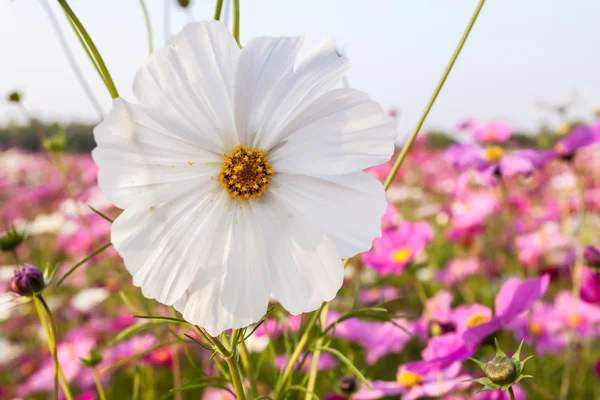 Cosmos branco flor no campo — Fotografia de Stock