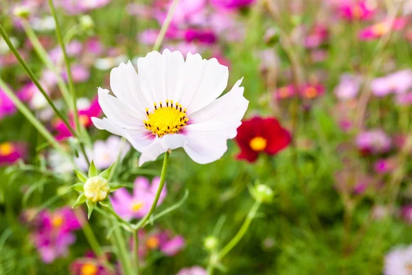 White cosmos flower on field — Stock Photo, Image