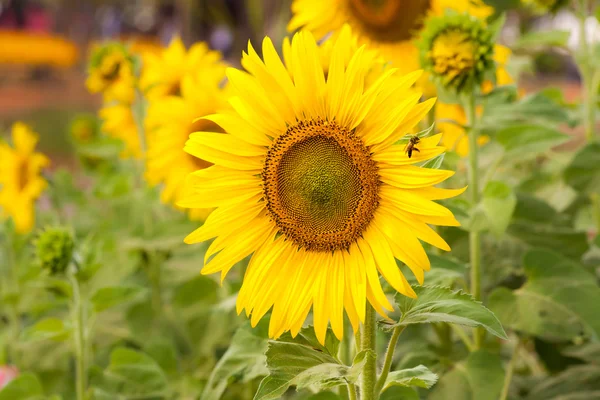 Žluté slunečnice ve farmě — Stock fotografie