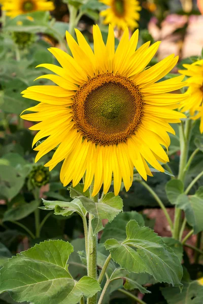 Girasoles amarillos en granja —  Fotos de Stock