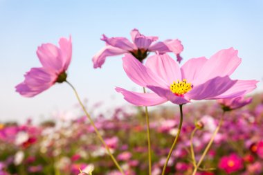 pembe cosmos çiçek ile gökyüzü kadar yakın
