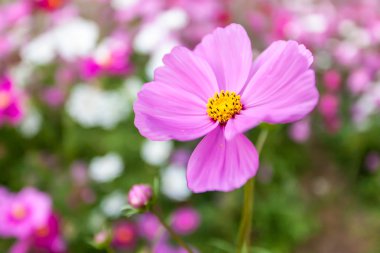pembe cosmos çiçek yakın çekim