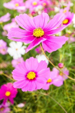 pembe cosmos çiçek yakın çekim