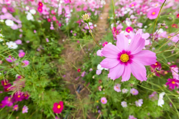 Różowa kosmea kwiat bliska — Zdjęcie stockowe