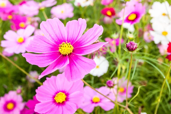 Pink cosmos flower close up — Stock Photo, Image