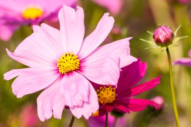 pembe cosmos çiçek yakın çekim