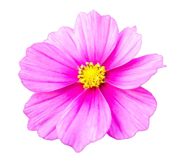ピンクのコスモスの花のクローズ アップ — ストック写真