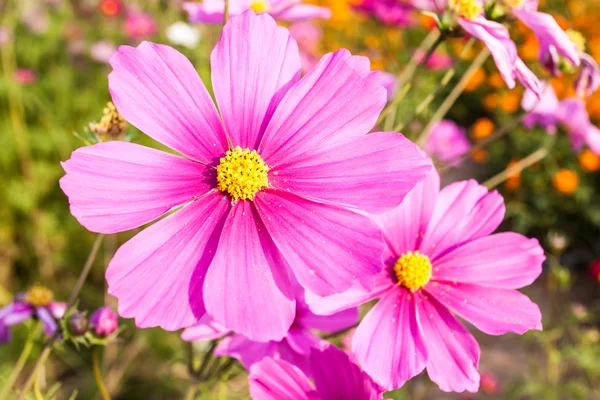 Flor cosmos rosa de cerca — Foto de Stock