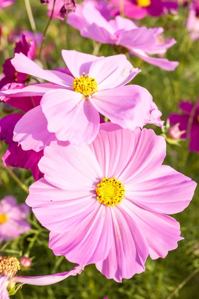 Flor cosmos rosa de cerca — Foto de Stock