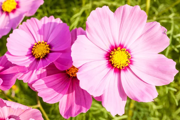 Flor cosmos rosa de cerca — Foto de Stock